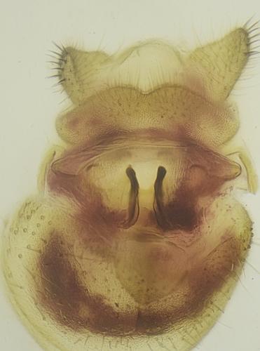 Sylvicola cinctus